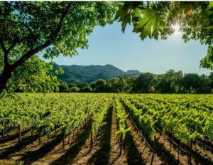 Napa Liquor License
